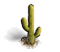 Icon Cactus