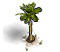 Icon Palm Tree